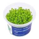 Hemianthus callitrichoides 'Cuba' - roślina do akwarium
