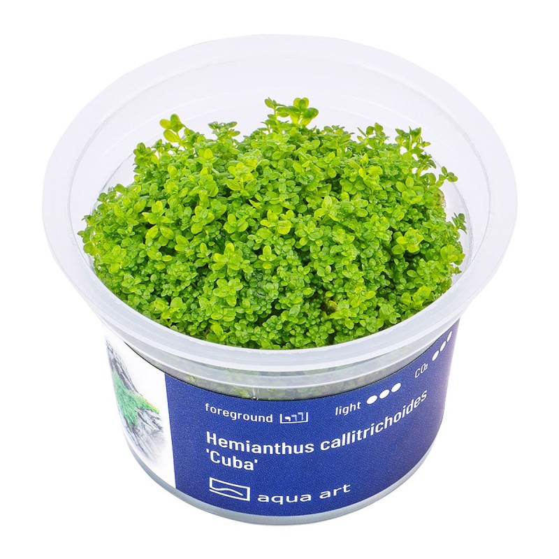 Hemianthus callitrichoides 'Cuba' - roślina do akwarium