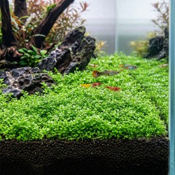 Hemianthus callitrichoides 'Cuba' - roślina do akwarium