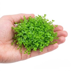 Hemianthus callitrichoides 'Cuba' - roślina do akwarium