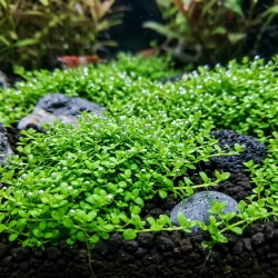 Hemianthus callitrichoides 'Cuba' - roślina do akwarium