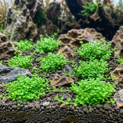 Hemianthus callitrichoides 'Cuba' - roślina do akwarium