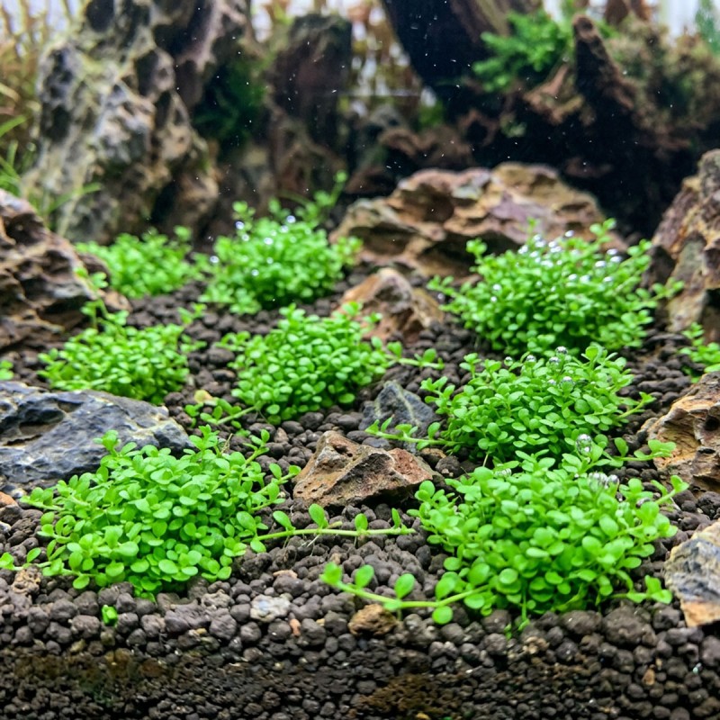 Hemianthus callitrichoides 'Cuba' - roślina do akwarium