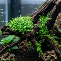 Hemianthus callitrichoides 'Cuba' - roślina do akwarium