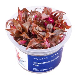 Alternanthera reineckii 'Mini' - roślina do akwarium
