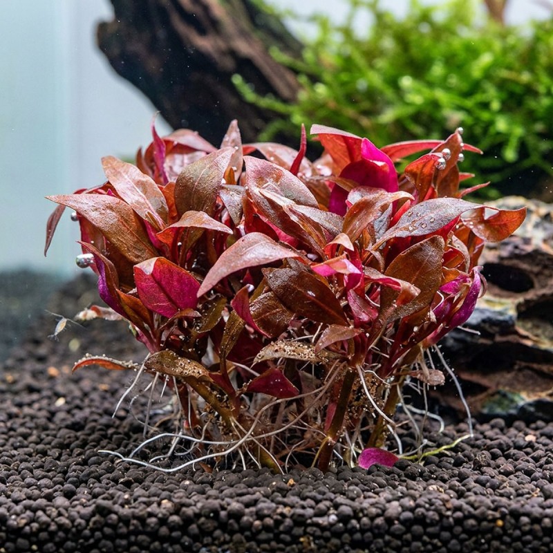 Alternanthera reineckii 'Mini' - roślina do akwarium Alternanthera reineckii 'Mini' - roślina do akwarium
