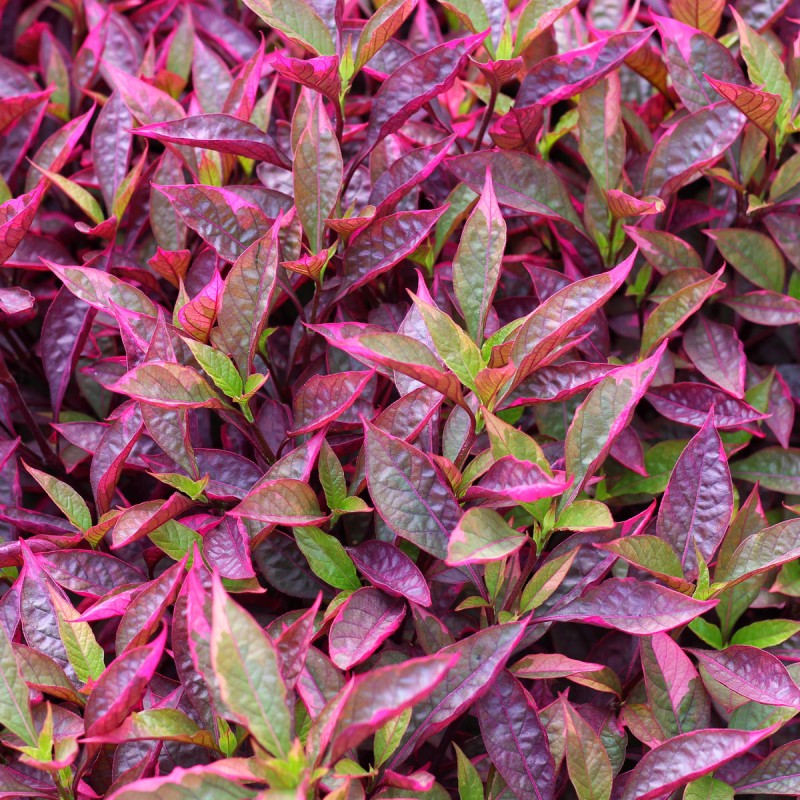 Alternanthera reineckii 'Mini' - roślina do akwarium Alternanthera reineckii 'Mini' - roślina do akwarium