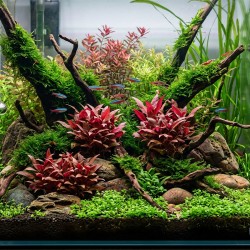 Alternanthera reineckii 'Mini' - roślina do akwarium Alternanthera reineckii 'Mini' - roślina do akwarium