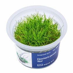Eleocharis parvula 'Mini' - roślina do akwarium