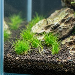 Eleocharis parvula 'Mini' - roślina do akwarium
