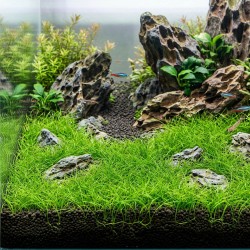 Eleocharis parvula 'Mini' - roślina do akwarium