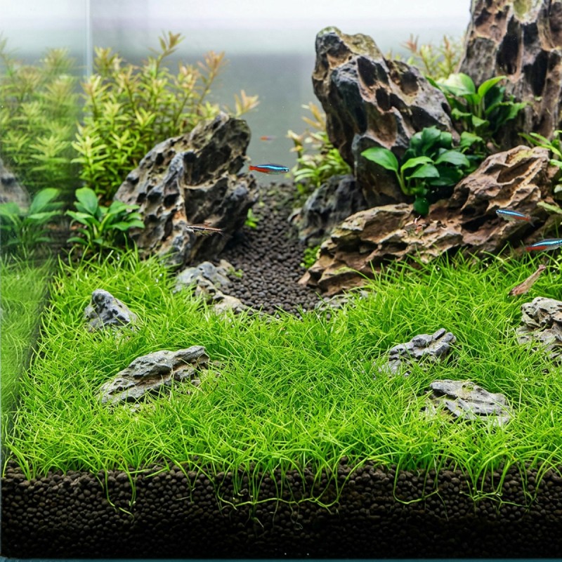 Eleocharis parvula 'Mini' - roślina do akwarium
