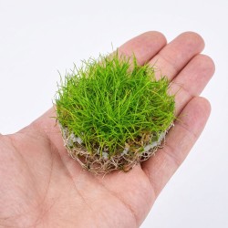Eleocharis parvula 'Mini' - roślina do akwarium