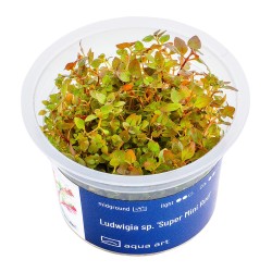 Ludwigia sp. 'Super mini red' - roślina do akwarium