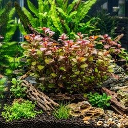 Ludwigia sp. 'Super mini red' - roślina do akwarium Ludwigia sp. 'Super mini red' - roślina do akwarium