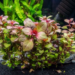 Ludwigia sp. 'Super mini red' - roślina do akwarium Ludwigia sp. 'Super mini red' - roślina do akwarium