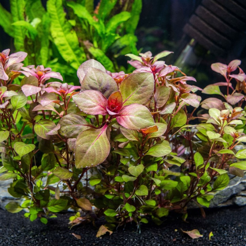 Ludwigia sp. 'Super mini red' - roślina do akwarium Ludwigia sp. 'Super mini red' - roślina do akwarium