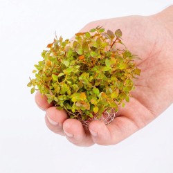 Ludwigia sp. 'Super mini red' - roślina do akwarium Ludwigia sp. 'Super mini red' - roślina do akwarium