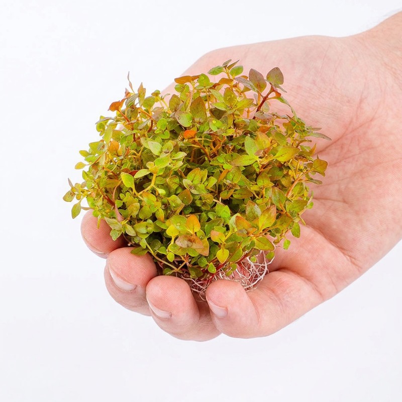 Ludwigia sp. 'Super mini red' - roślina do akwarium Ludwigia sp. 'Super mini red' - roślina do akwarium