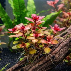 Ludwigia sp. 'Super mini red' - roślina do akwarium Ludwigia sp. 'Super mini red' - roślina do akwarium