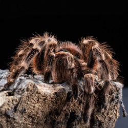 Ptasznik Białokolanowy (Acanthoscurria geniculata)