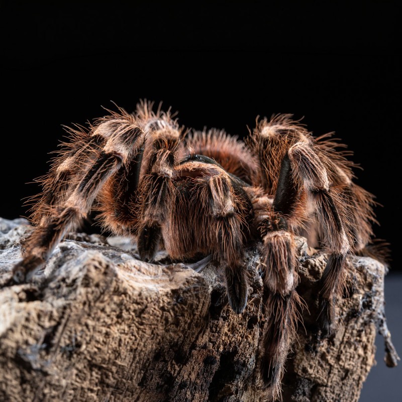 Ptasznik Białokolanowy (Acanthoscurria geniculata)