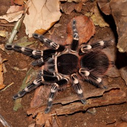 Ptasznik Białokolanowy (Acanthoscurria geniculata)