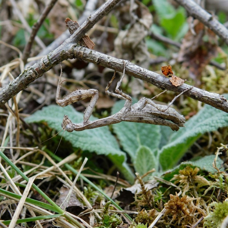 Modliszka patyczakowata (Popa spurca crassa)