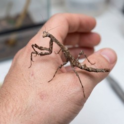 Modliszka patyczakowata (Popa spurca crassa)