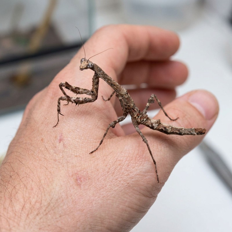 Modliszka patyczakowata (Popa spurca crassa)