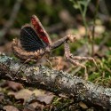 Modliszka patyczakowata (Popa spurca crassa)
