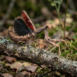 Modliszka patyczakowata (Popa spurca crassa)