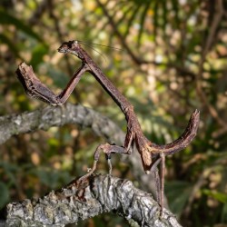 Modliszka patyczakowata (Popa spurca crassa)