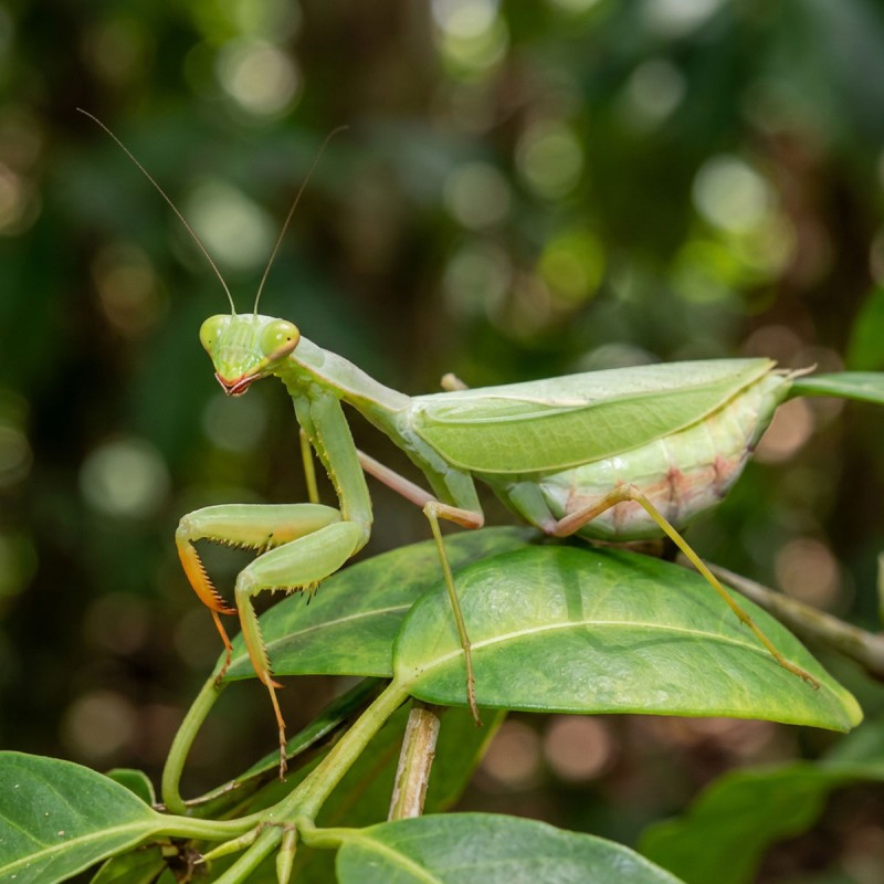 Modliszka żarłoczna (Sphodromantis viridis)