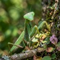 Modliszka żarłoczna (Sphodromantis viridis)