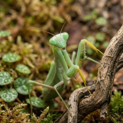 Modliszka żarłoczna (Sphodromantis viridis)