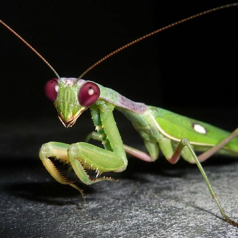 Modliszka żarłoczna (Sphodromantis viridis)