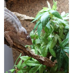 Terrarium z wyposażeniem dla kameleona Terrarium z wyposażeniem dla kameleona