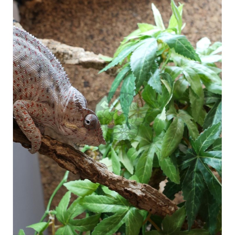 Terrarium z wyposażeniem dla kameleona Terrarium z wyposażeniem dla kameleona