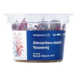 Alternanthera reineckii 'Rosanervig' - roślina do akwarium Alternanthera reineckii 'Rosanervig' - roślina do akwarium