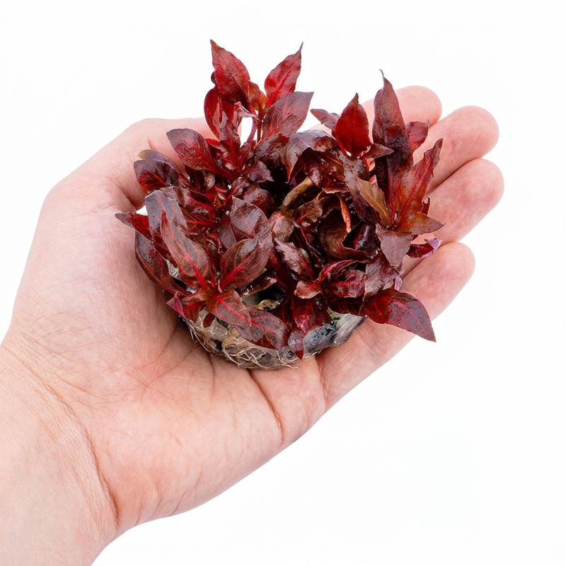Alternanthera reineckii 'Rosanervig' - roślina do akwarium Alternanthera reineckii 'Rosanervig' - roślina do akwarium