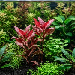 Alternanthera reineckii 'Rosanervig' - roślina do akwarium Alternanthera reineckii 'Rosanervig' - roślina do akwarium