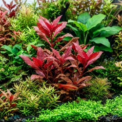 Alternanthera reineckii 'Rosanervig' - roślina do akwarium Alternanthera reineckii 'Rosanervig' - roślina do akwarium