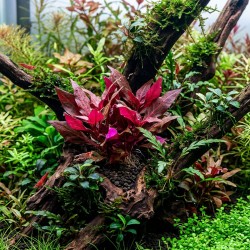 Alternanthera reineckii 'Rosanervig' - roślina do akwarium Alternanthera reineckii 'Rosanervig' - roślina do akwarium
