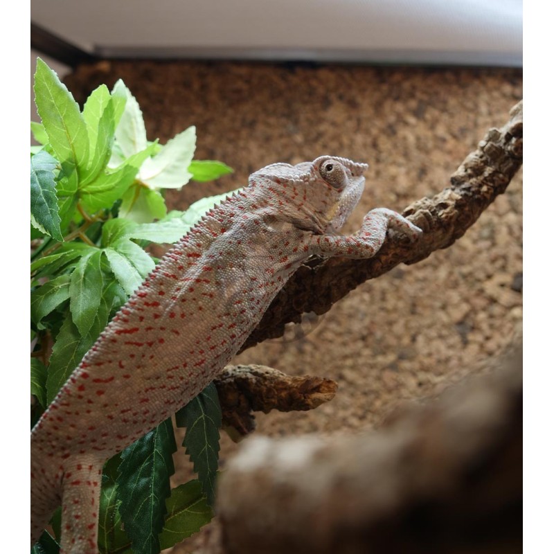 Terrarium z wyposażeniem dla kameleona Terrarium z wyposażeniem dla kameleona