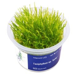 Taxiphyllum 'Spiky' - roślina do akwarium