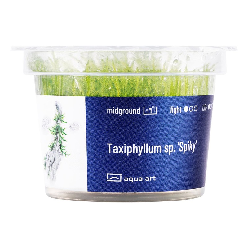 Taxiphyllum 'Spiky' - roślina do akwarium