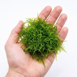 Taxiphyllum 'Spiky' - roślina do akwarium