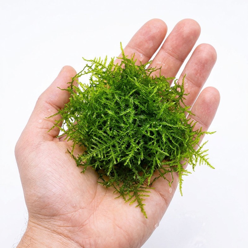 Taxiphyllum 'Spiky' - roślina do akwarium