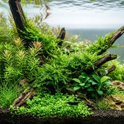 Taxiphyllum 'Spiky' - roślina do akwarium